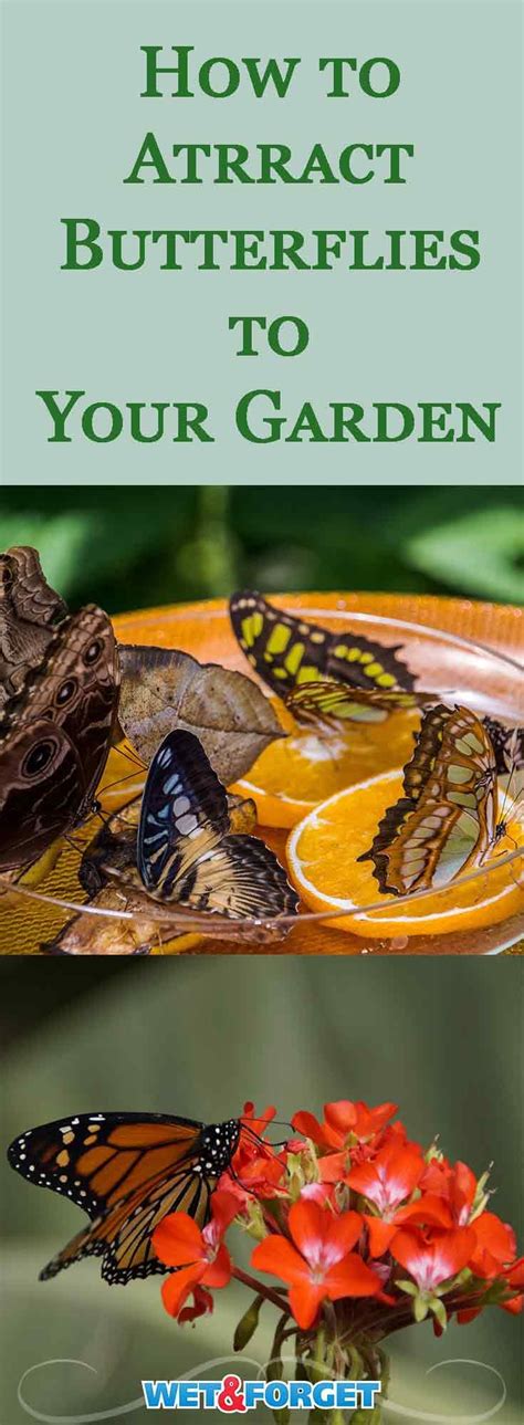 4 Super Ways To Attract Butterflies Let Nature Beautify Your Garden Ask Wet And Forget