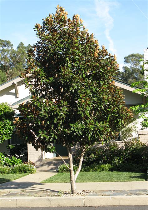 Dwarf Southern magnolia - Sacramento Tree Foundation