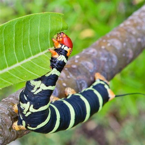 What Do Caterpillars Eat 6 Food Sources For A Caterpillar Friendly Garden