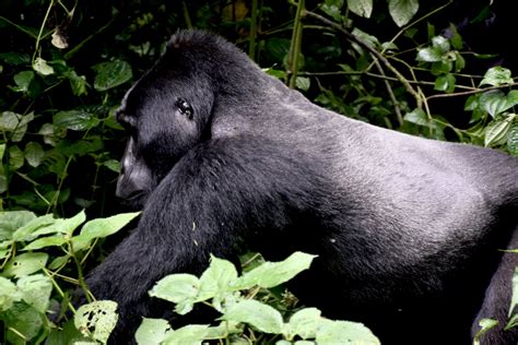 Tracking Gorillas Down The Mountain In Uganda Bella Travel Planning