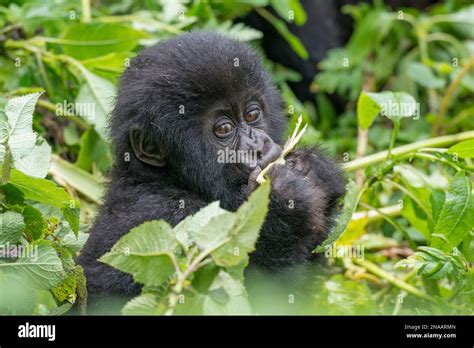 Wildlife African Mammals Babies Stock Photo Alamy