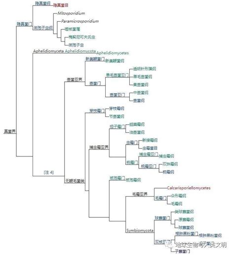 【真菌界全系列 04】真菌界概述（四） 知乎