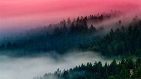 Лес в тумане обои на рабочий стол - фото и картинки abrakadabra.fun