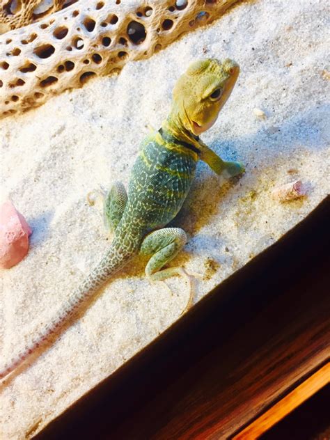 Three High Colored Collared Lizard Babies For Sale Faunaclassifieds