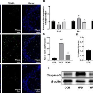 Effects Of Mr On Neuronal Apoptosis In The Hippocampus Of Hfd Induced