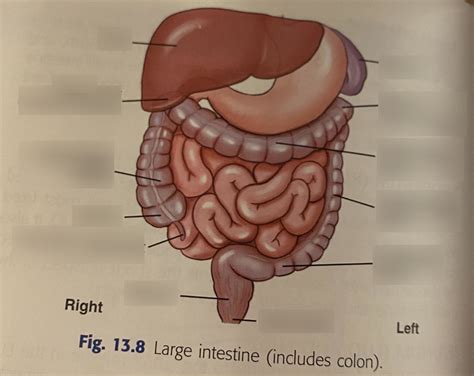 Small Intestine Labeling Diagram Diagram Quizlet Hot Sex Picture