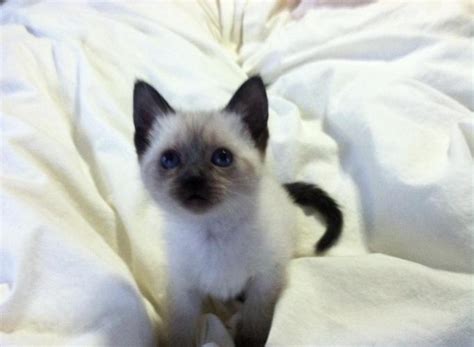 Sealpoint Siamese Kittens For Sale In Englewood Ohio Classified