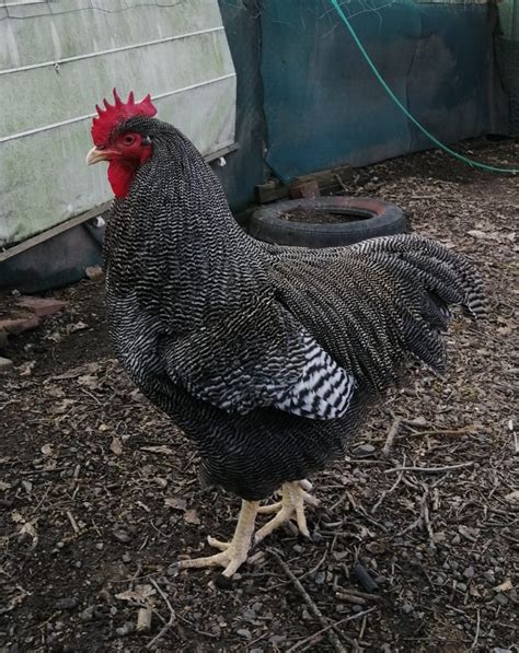 Lena Driver Rare And Heritage Chickens Au