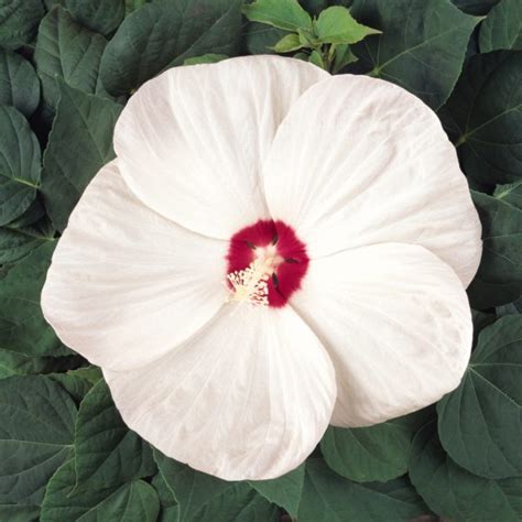 Grow Hardy Hibiscus From Seed National Garden Bureau