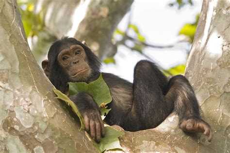 Monkeys vs Apes: How are they different? - PASA