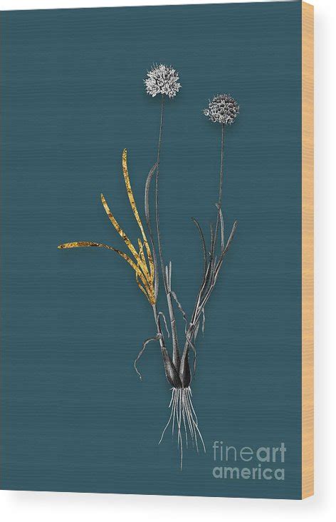 Vintage Allium Carolinianum Black And White Gilded Floral Art On Teal