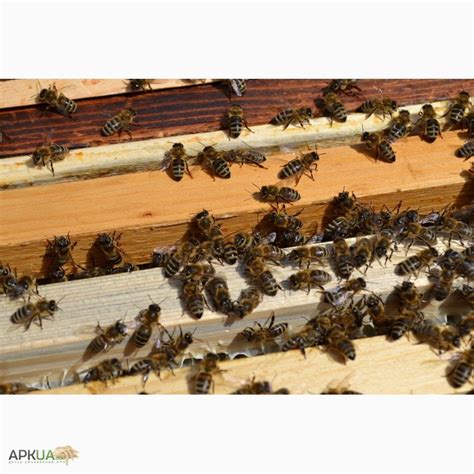 Продаю пчелы "карпатка", Малин — APKUA