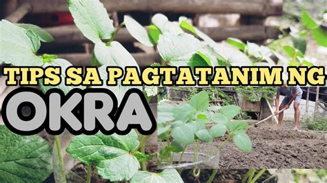 TIPS SA PAGTATANIM NG OKRA SA BAKURAN Okra YouTube