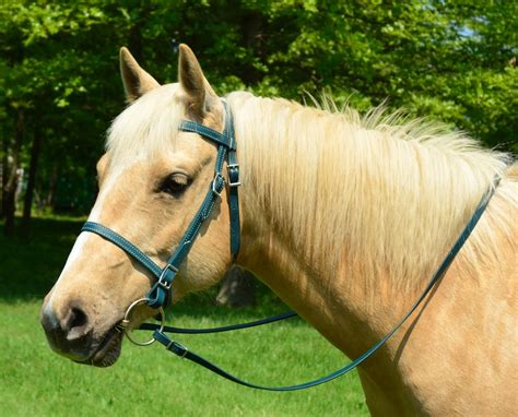 English Bridle And Reins Made From Beta Biothane Solid Colored Etsy