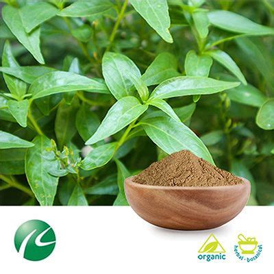 Bulk Organic Andrographis Paniculata Extract Andrographolid