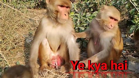 Monkey Sex In The Monkey Girl ️🐒 Ye Kya Hai Video Viral Funny