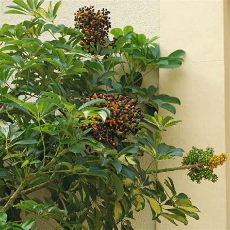 Dwarf Umbrella Tree