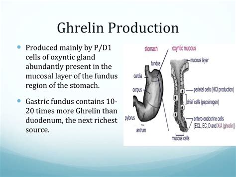 Ppt Ghrelin Signaling Pathway Powerpoint Presentation Free Download