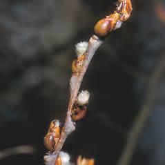 Populus Tremuloides Quaking Aspen Quaking Poplar Go Botany