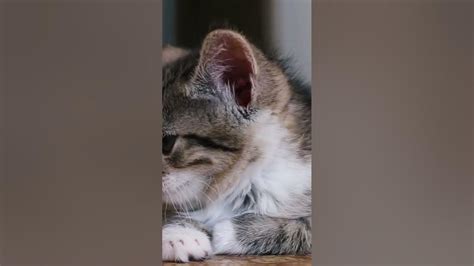 Kitten Hears A Sound Youtube