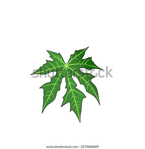 Illustration Vector Graphic Green Papaya Leaf Stock Vector Royalty