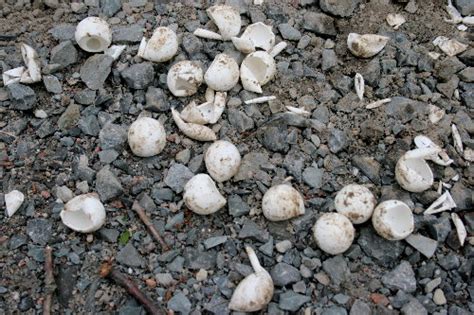 Today At Kingsford Snapping Turtle Eggs