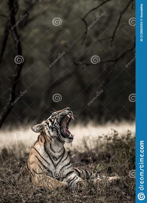 Fine Art Image Or Portrait Of Indian Wild Royal Bengal Tiger With Roar