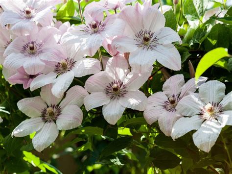 CLEMATIS POWOJNIK JAN PAWEŁ II sklep Nasze Krzewy sadzonki sprzedaż