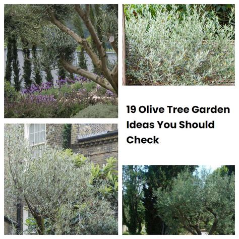 19 Olive Tree Garden Ideas You Should Check SharonSable