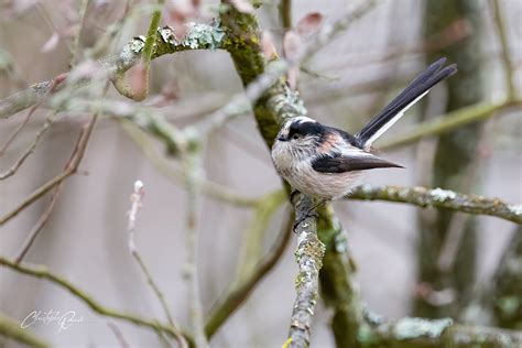 Mésange à longue queue Aegithalos caudatus Ariège 09 Flickr