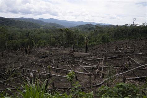 Los créditos de carbono forestal tienen como objetivo compensar la