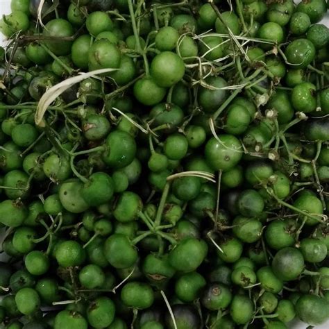 Jual Buah Ranti / Lenca 500 Gram Segar Hasil Kebun Sendiri | Shopee ...