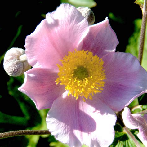 Anémone Du Japon Septembreglanz Une Anémone Dautomne Aux Fleurs