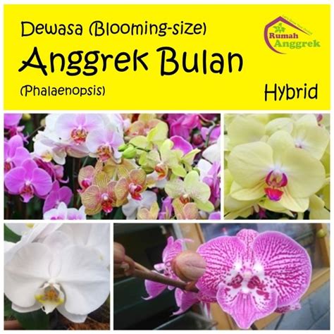 Jual Anggrek Bulan Phalaenopsis Dewasa Bibit Hybrid Ph Hibrida Di Lapak