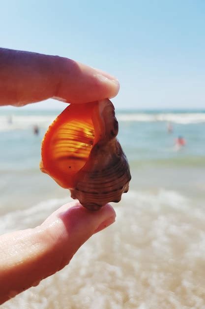 Premium Photo Close Up Of Person Hand Holding Sea Shore