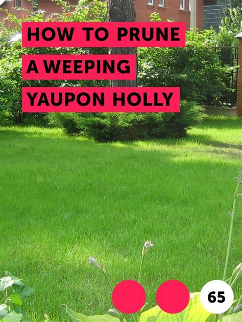 Learn How To Prune A Weeping Yaupon Holly How To Guides Tips And