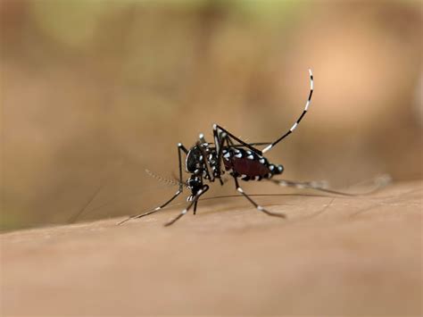 Premium Photo Extreme Macro Of Mosquito Insect On Human Skin