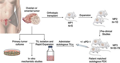 Supplemental Materials For An Autologous Humanized Patient Derived