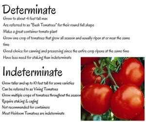 Determinate vs Indeterminate - Wenke Greenhouses