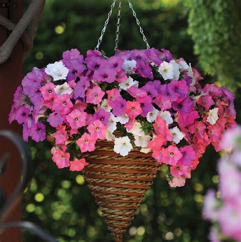 Annuals Tagged Cell Pack Flats Bradford Greenhouses Garden Gallery
