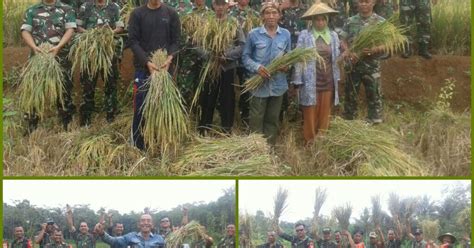 Koramil Ciamis Bantu Petani Panen Perdana