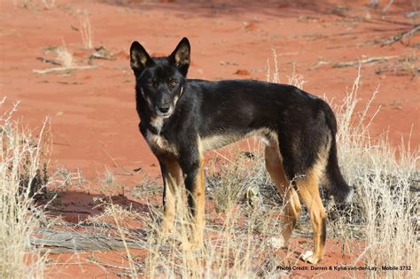 Black Dingo Anne Beadell Highway Wa Vks 737 The Australian National