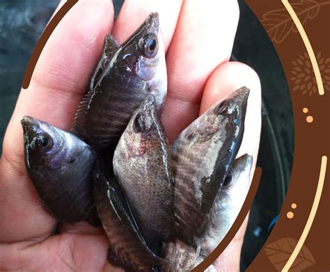 Jual Bibit Ikan Gurame Jual Benih Gurami Unggul Bersertifikat