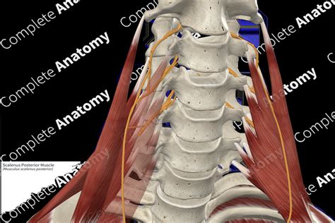 Scalenus Posterior Muscle Complete Anatomy