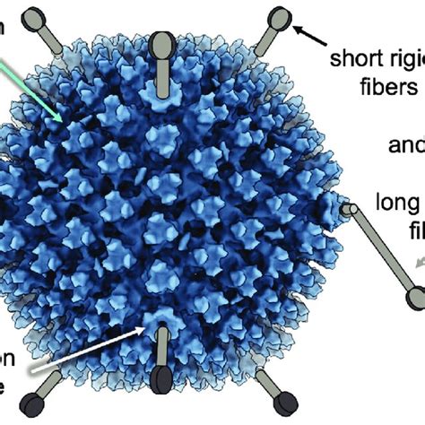 Adenovirus Virion Human Ad26 Em Image Of The Icosahedrons Is Shown