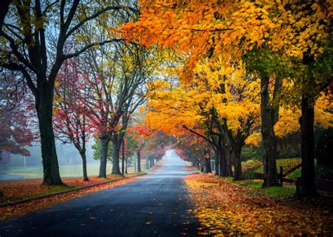 trees, Path, Road, Nature, Fall, Leaves, Autumn, Splendor, Autumn ...