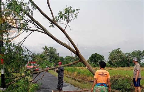 Pohon Pohon Tumbang Diterpa Hujan Dan Angin Kencang Yogya Pos