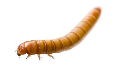 Premium Photo Larva Of Mealworm Tenebrio Molitor On A White Isolated