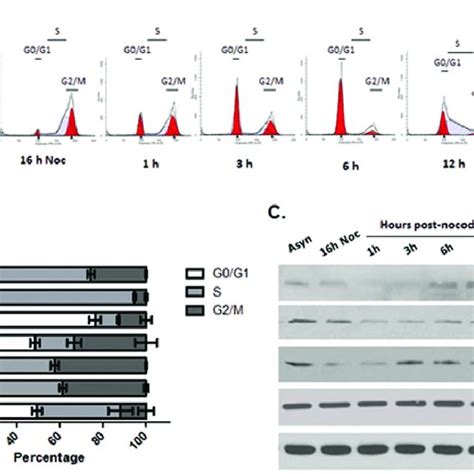 Coordinated Expression Of FOXM1 And CDC25A During The Cell Cycle