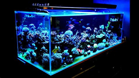 Akwarium Morskie 720 Reef Tank miesiąc od przesiadki YouTube